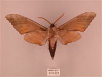 栗六點天蛾藏品圖，第2張