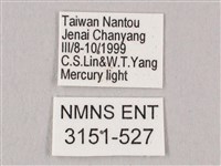 栗六點天蛾藏品圖，第3張