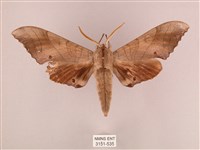 栗六點天蛾藏品圖，第1張