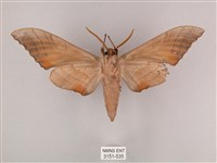 栗六點天蛾藏品圖，第2張