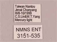 栗六點天蛾藏品圖，第3張