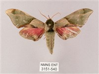 榆綠天蛾藏品圖，第1張