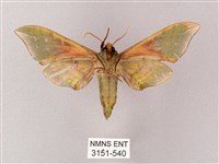 榆綠天蛾藏品圖，第2張