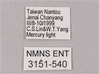 榆綠天蛾藏品圖，第3張