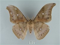 姬透目天蠶蛾藏品圖，第2張