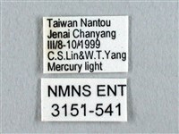 姬透目天蠶蛾藏品圖，第3張