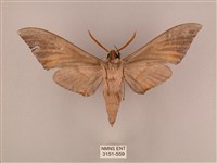 栗六點天蛾藏品圖，第2張