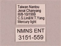 栗六點天蛾藏品圖，第3張