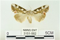 連珠波紋蛾藏品圖，第1張