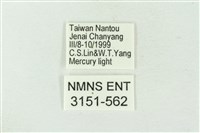 連珠波紋蛾藏品圖，第3張