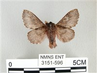 銀肩枯葉蛾藏品圖，第2張