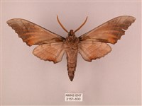 栗六點天蛾藏品圖，第2張