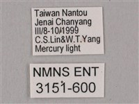 栗六點天蛾藏品圖，第3張