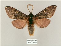 井上氏絨毛天蛾藏品圖，第1張