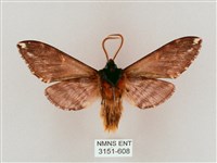 井上氏絨毛天蛾藏品圖，第2張