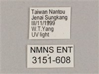 井上氏絨毛天蛾藏品圖，第3張