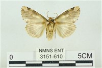 連珠波紋蛾藏品圖，第2張