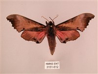 桃紅六點天蛾藏品圖，第1張