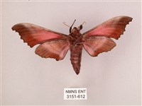 桃紅六點天蛾藏品圖，第2張