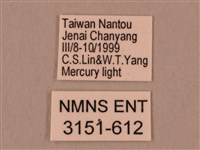 桃紅六點天蛾藏品圖，第3張