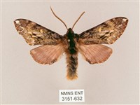 井上氏絨毛天蛾藏品圖，第1張