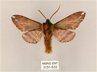 井上氏絨毛天蛾藏品圖，第2張