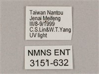 井上氏絨毛天蛾藏品圖，第3張