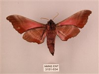 桃紅六點天蛾藏品圖，第2張