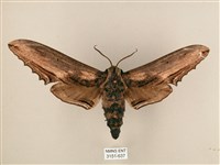 臺灣鋸翅天蛾藏品圖，第1張