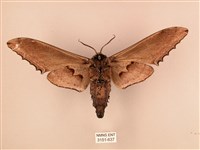 臺灣鋸翅天蛾藏品圖，第2張