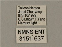 臺灣鋸翅天蛾藏品圖，第3張