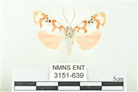 臺雪苔蛾藏品圖，第1張