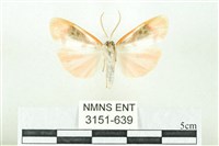 臺雪苔蛾藏品圖，第2張