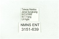 臺雪苔蛾藏品圖，第3張