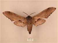 臺灣鋸翅天蛾藏品圖，第2張