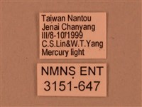 臺灣鋸翅天蛾藏品圖，第3張