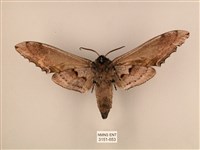 臺灣鋸翅天蛾藏品圖，第2張