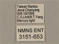 臺灣鋸翅天蛾藏品圖，第3張