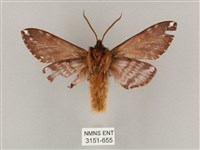 井上氏絨毛天蛾藏品圖，第2張