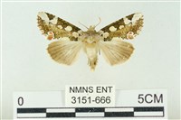 連珠波紋蛾藏品圖，第1張