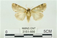 連珠波紋蛾藏品圖，第2張