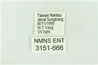 連珠波紋蛾藏品圖，第3張