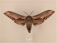 臺灣鋸翅天蛾藏品圖，第1張