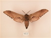 臺灣鋸翅天蛾藏品圖，第2張