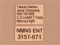 臺灣鋸翅天蛾藏品圖，第3張