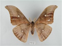 姬透目天蠶蛾藏品圖，第2張