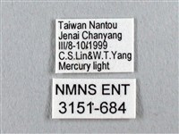 姬透目天蠶蛾藏品圖，第3張