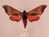 桃紅六點天蛾藏品圖，第1張