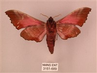 桃紅六點天蛾藏品圖，第2張