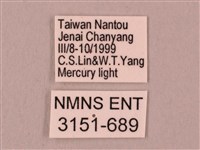 桃紅六點天蛾藏品圖，第3張